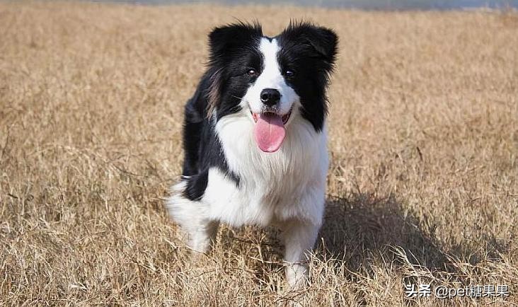 狗狗发情期的注意事项,公狗和母狗发情有什么区别?