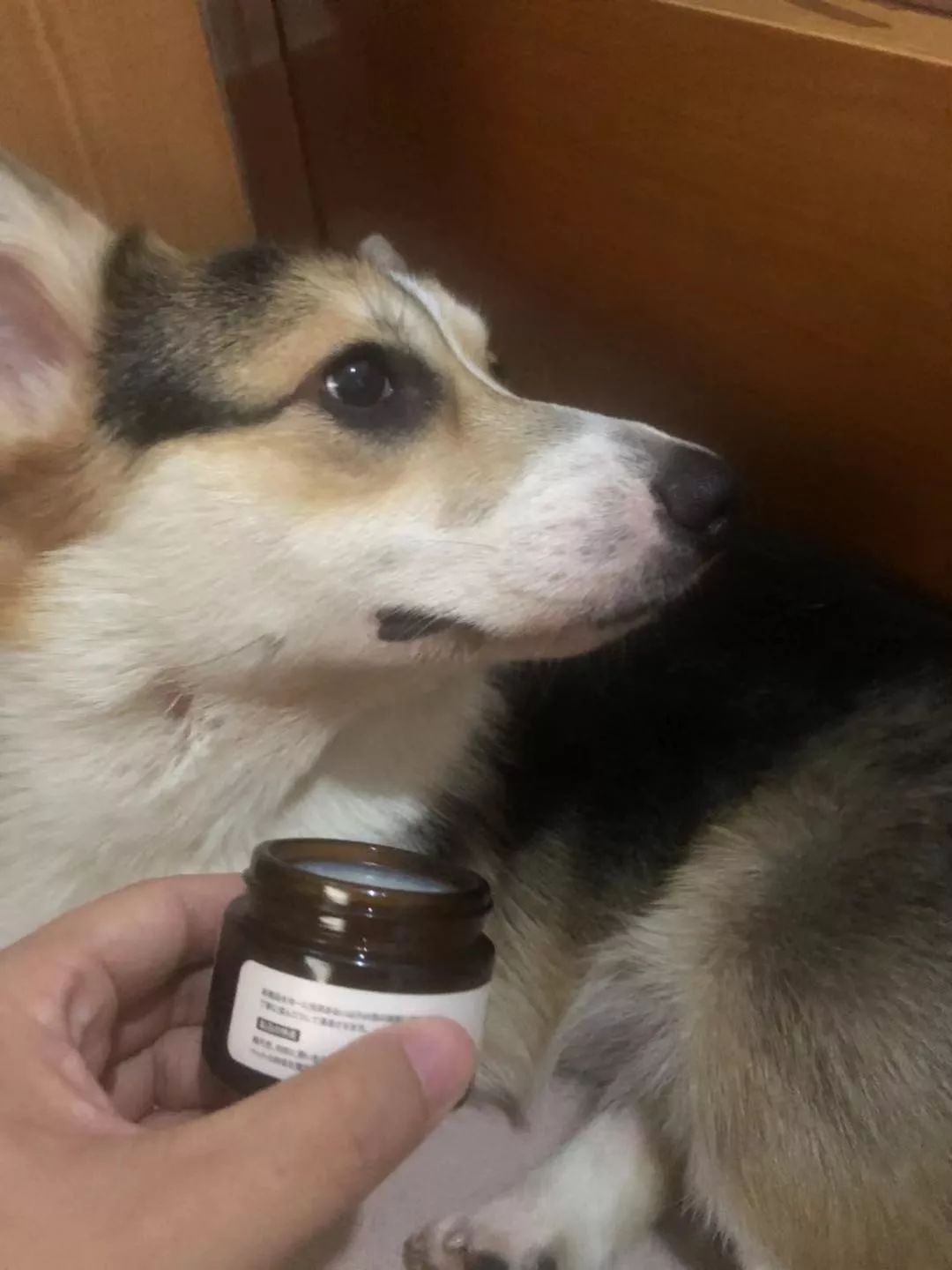 狗狗夏天出门烫伤脚怎么办,夏天狗狗脚会烫伤吗