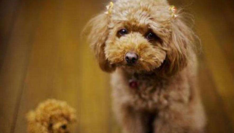 常对泰迪犬做这6件事益处多多,泰迪犬最怕的五种惩罚是什么