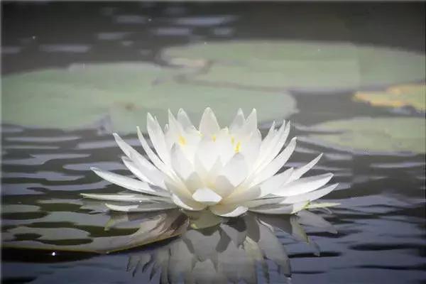 中草药各种花科普,花类的中草药有哪些