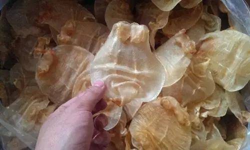 鱼胶知识大全视频,最全常识看完涨知识