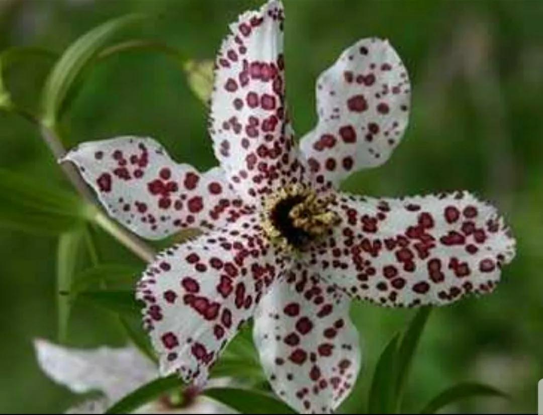 芳踪难觅濒危花！清新治愈篇：沙漠高原是吾家，豹子花的春天来了