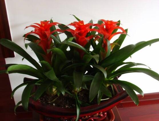 鸿运当头叶子发黄拯救的正确方法,鸿运当头叶子发黄的解决方法