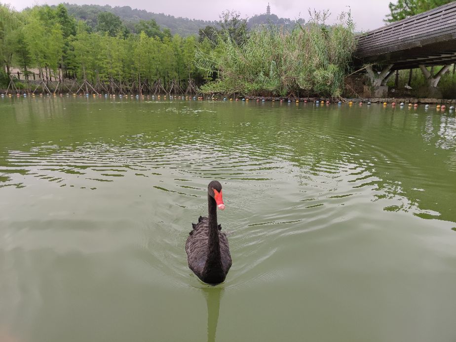 苏州上方山森林动物园网上预约,苏州上方山动物园可以玩一天吗