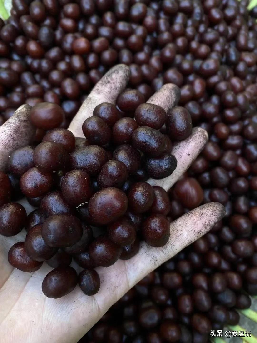 星月菩提没有星的是什么品种,星月菩提只有星没有月