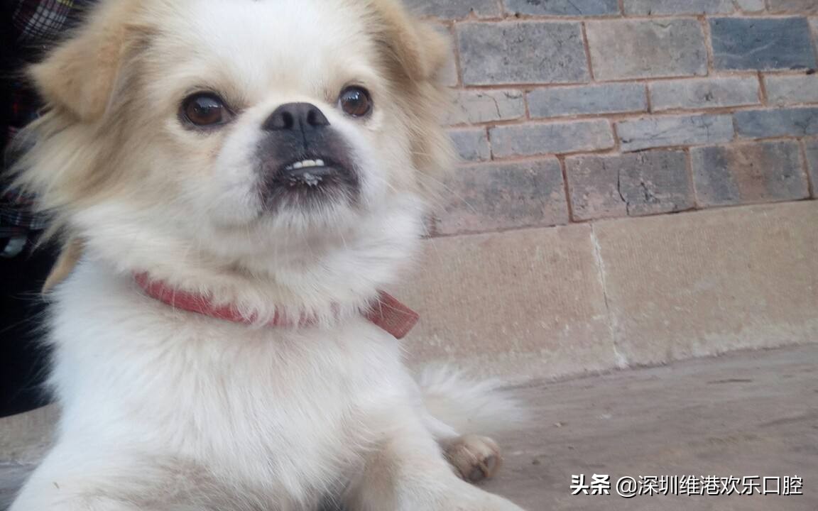 损外观碍咀嚼——早治地包天