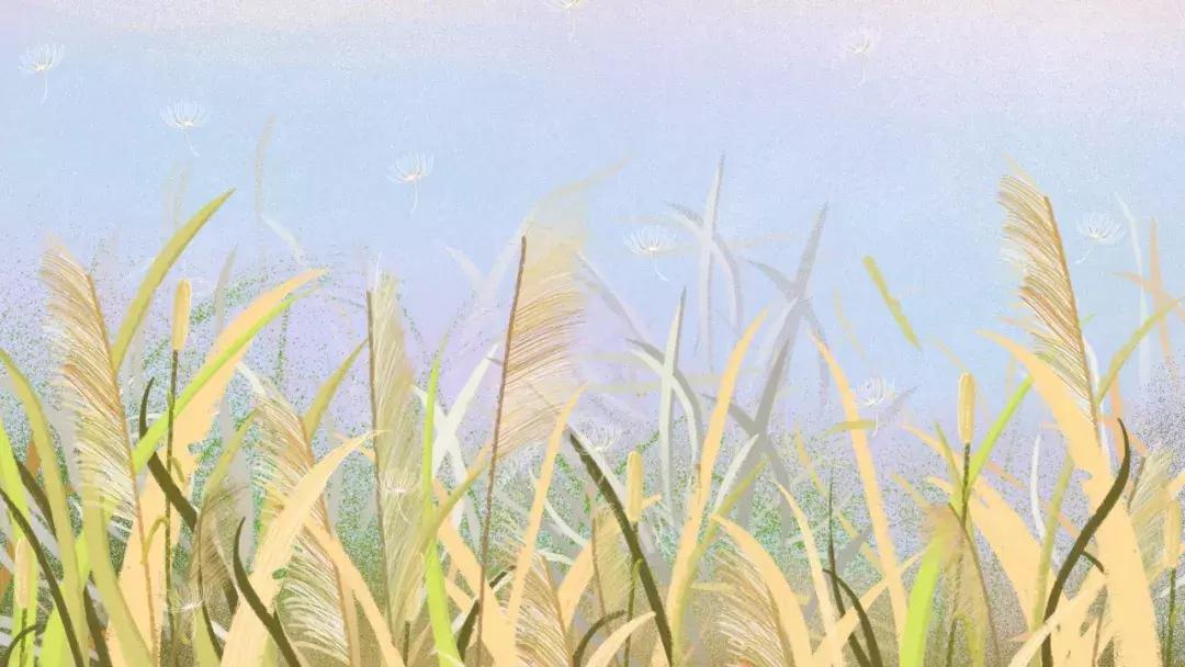 诗经有蒹葭苍苍白露为霜的的章节,诗经里的蒹葭苍苍白露为霜在哪里