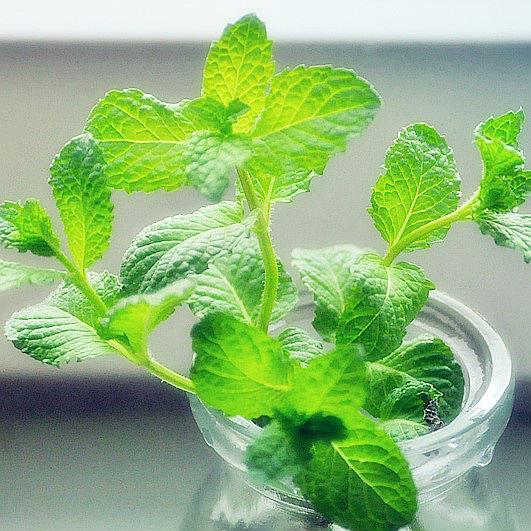 薄荷盆栽水养,薄荷水培和土养哪个容易存活