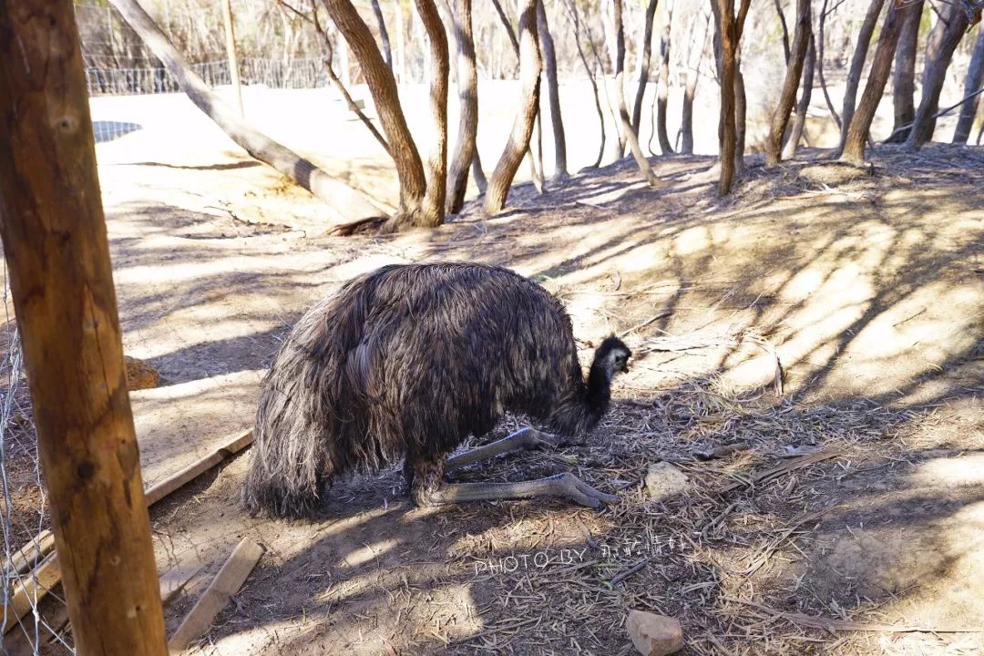 赴澳旅游注意，若带蜂蜜制品上岛，将被判两年监禁或8000澳元罚款