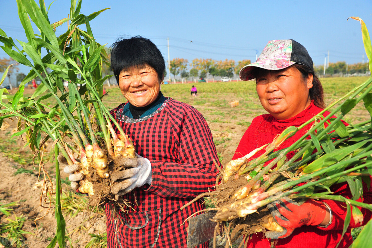 生姜种植技术如何施肥,怎么种植生姜施肥和管理