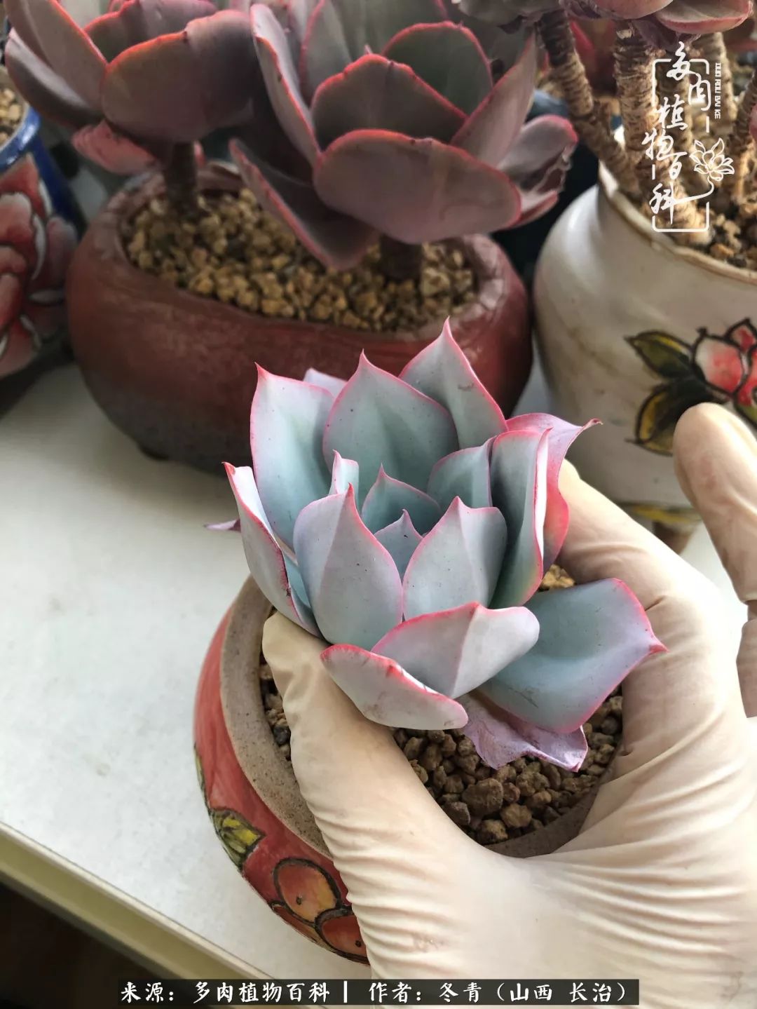 阳台养多肉徒长怎么办,阳台养多肉养殖方法和注意事项