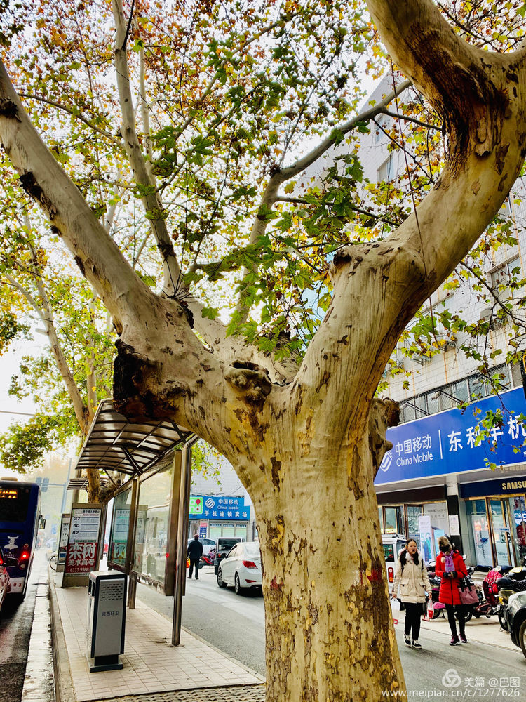 涧西牡丹广场老照片,洛阳牡丹手机拍照