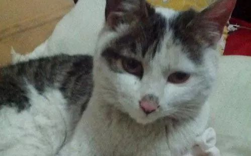 猫的传染病都有哪几种病症,猫咪为什么会传染严重的猫疾病