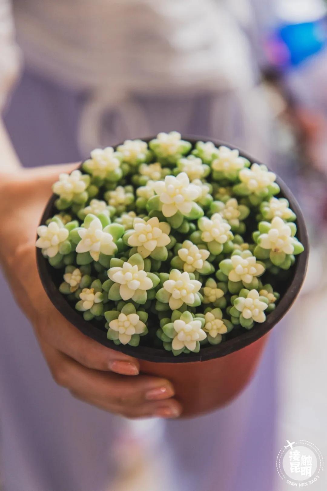 逛逛园博花鸟市场,园博花鸟市场攻略