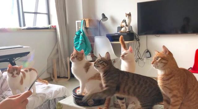 为什么猫咪一直对什么都不感兴趣,猫咪不开心的时候会有什么表现