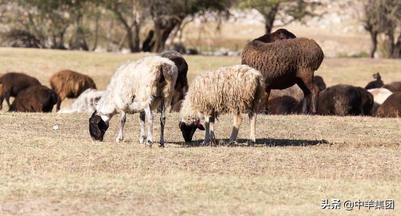新手养羊的正确方法和注意事项,新手养羊第一步