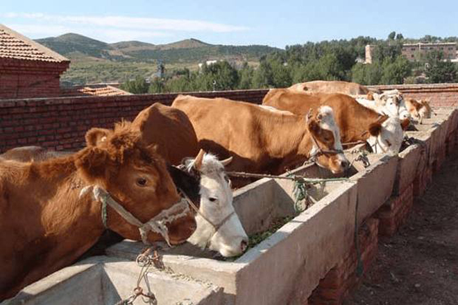 一位养殖户问:打过草甘膦的杂草,还能喂牛吗?你会如何回答?