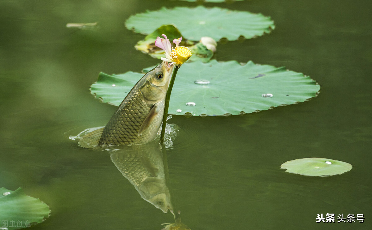 钓草鱼调漂的正确方法李大毛,韭菜直接挂钩钓草鱼的方法