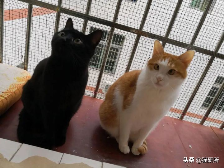 高层养猫到底要不要封窗,封窗养猫