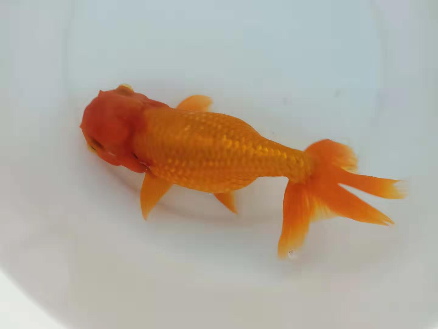 春季几种常见鱼病防治方法,养鱼经常下点什么药能预防鱼病