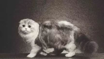 对折耳根的恐惧,不听劝养折耳猫