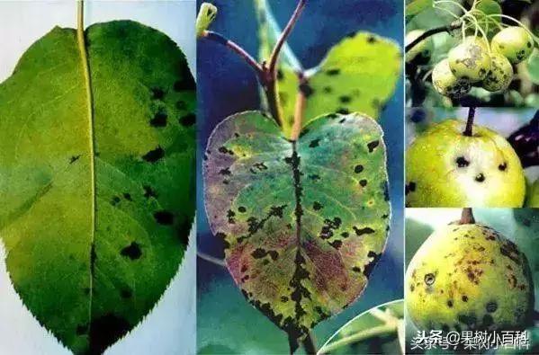 梨树高产栽培书籍,高产梨树苗培育