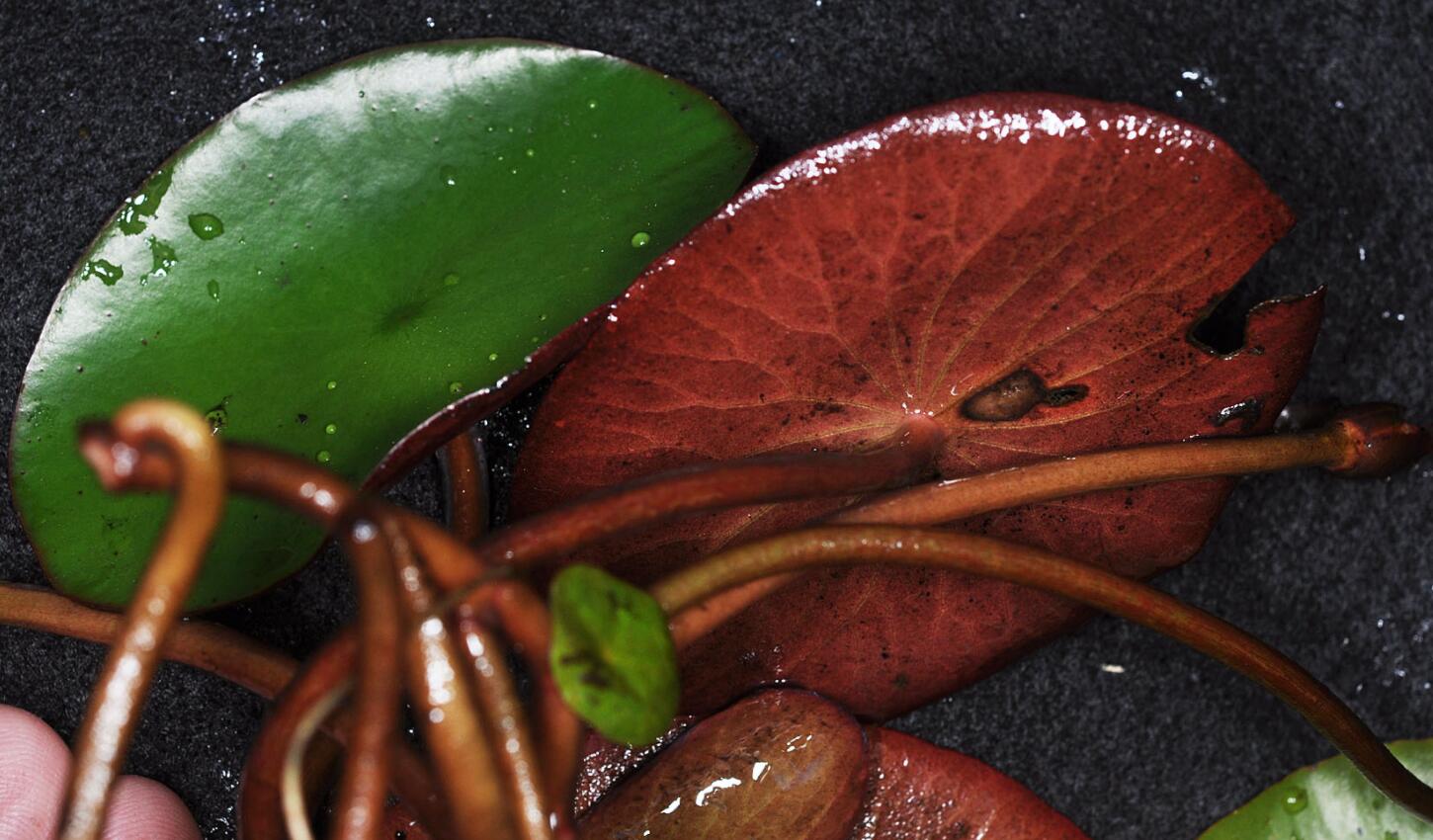 杭州野生莼菜,杭州临安特大野生莼菜