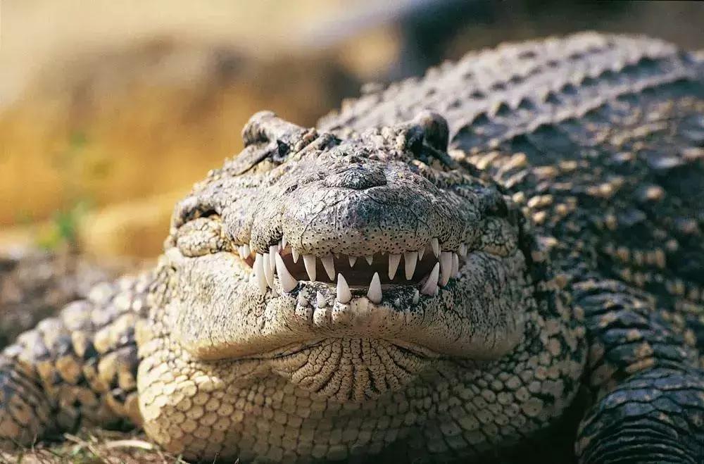 牛油果的骗局是什么,牛油果健康骗局