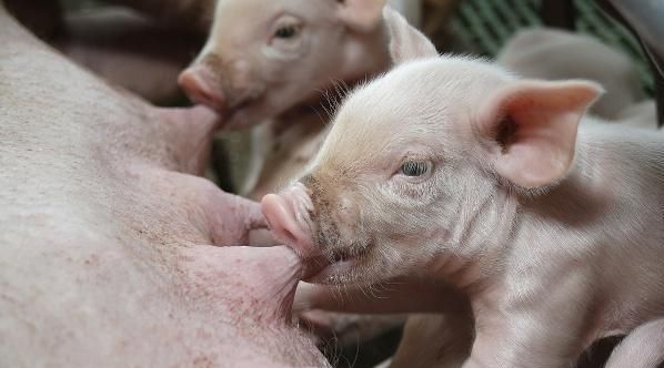 母猪产后无乳催乳方法,母猪产后无奶用什么方法最好