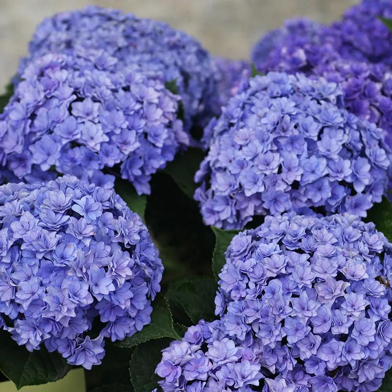 一加仑绣球长几年能长大,绣球扦插苗如何让其快速长大