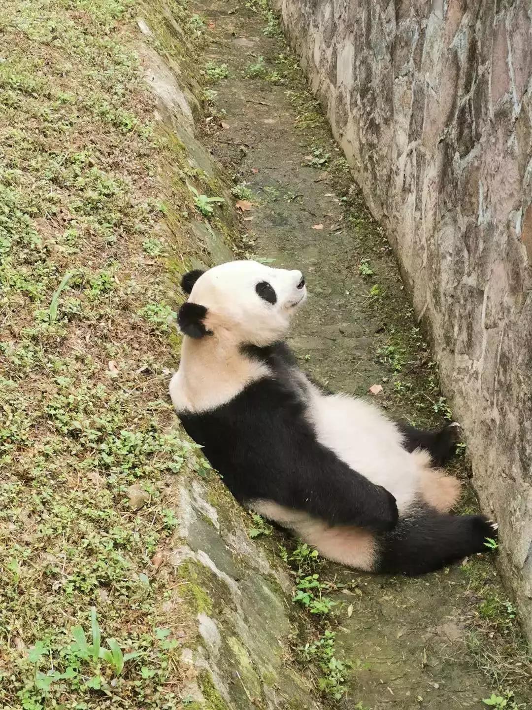 讲解大熊猫,大熊猫科普上课