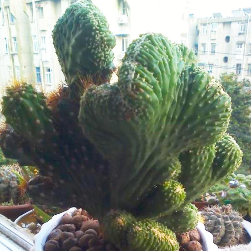 钁辩繝鎸烘嫈,娴峰崡浜旀寚灞辨嘲鍥藉北绔规爲