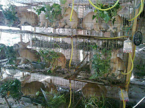 农村现在做什么行业前景比较好,现在做农村什么行业前景比较好