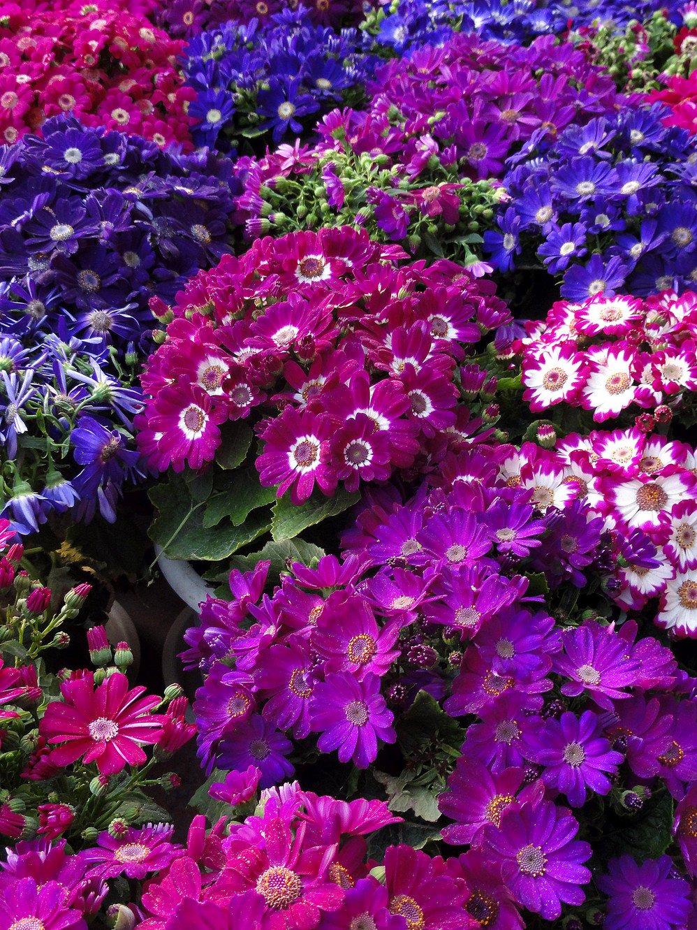 20种常见花草黑名单,40种常见花草