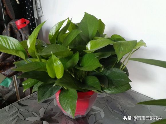 绿萝秋天怎么养才能更旺盛,绿萝绿植怎么养才能更旺盛