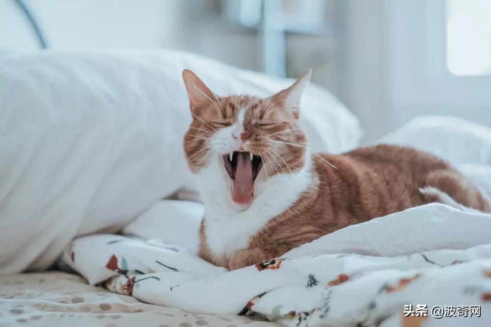 猫咪为什么掉毛特别厉害,猫咪打架掉毛秃了很大一块