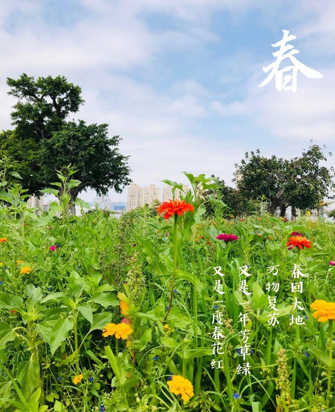 *光春**正好，快来搭乘开往春天的brt~