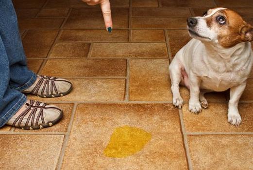 狗狗一天要喝多少水才正常,狗狗一天喂几次水最好