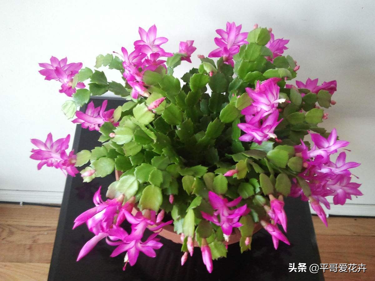 养花该怎么修剪花根,养花新手修剪步骤图解