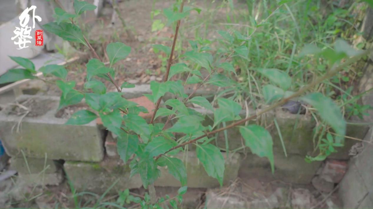 山上哪种树叶能做豆腐吃,山豆腐用什么树叶做的