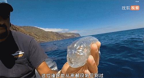 五种透明的动物,5种地球上罕见的动物