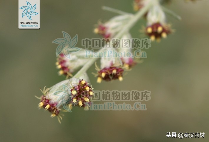 艾蒿植物,艾蒿类植物有哪些