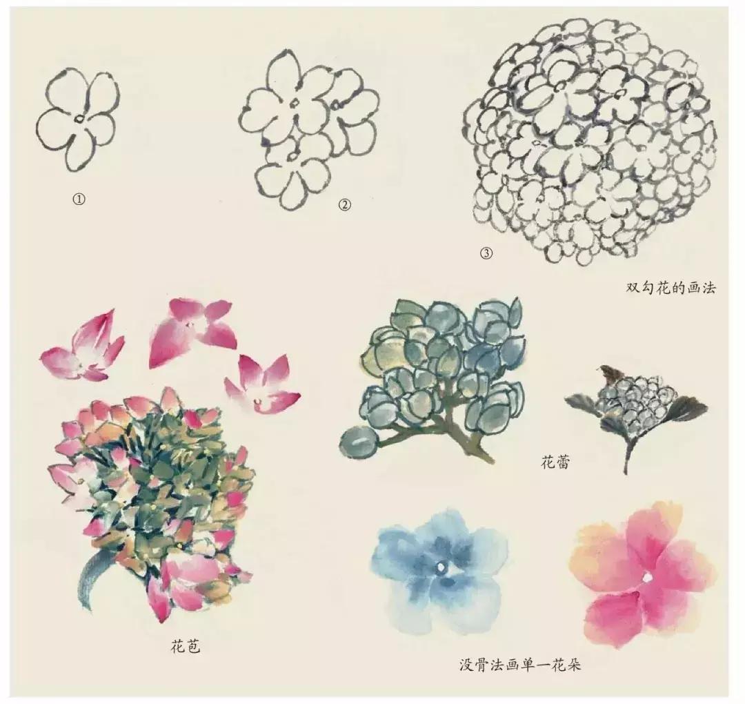 国画团扇花卉画法,国画中常见花卉的画法