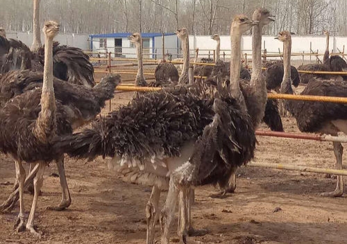 养殖鸵鸟怎么养殖得快些,为什么不建议养殖鸵鸟