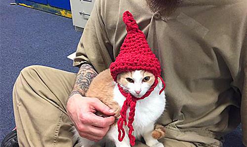 养猫反而焦虑了,养猫养狗的人洞察人性