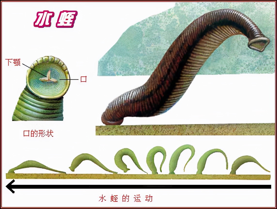 民警巡逻后身上清除蚂蟥,西藏民警巡逻被35只蚂蝗咬伤