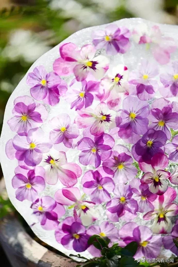 冻冰花美篇,冻冰花的美篇