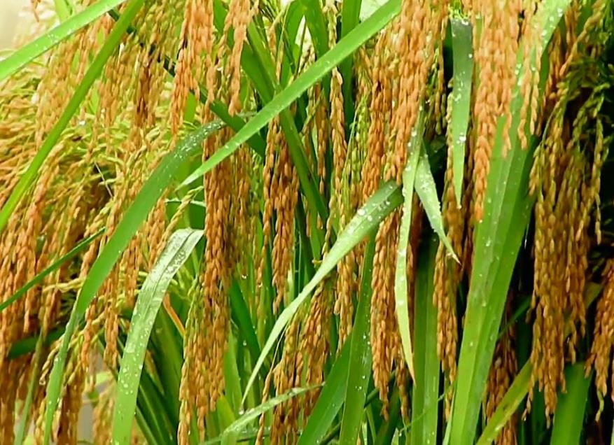 袁隆平禾下乘凉梦丰收,袁隆平的巨大水稻有多高