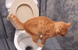 菊花里塞仙人球是什么感受？