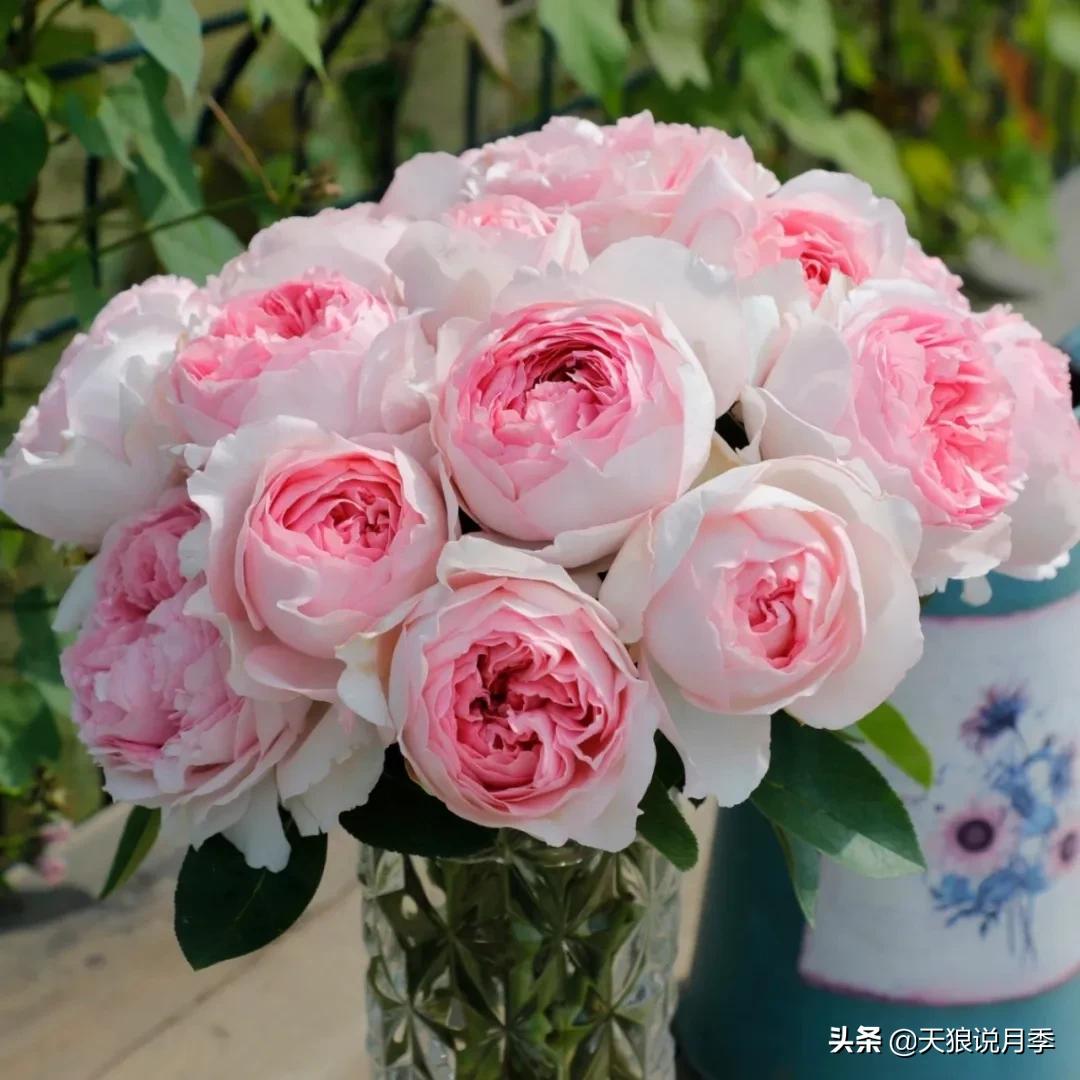 月季控对美的极致追求，尽在伊芙系列